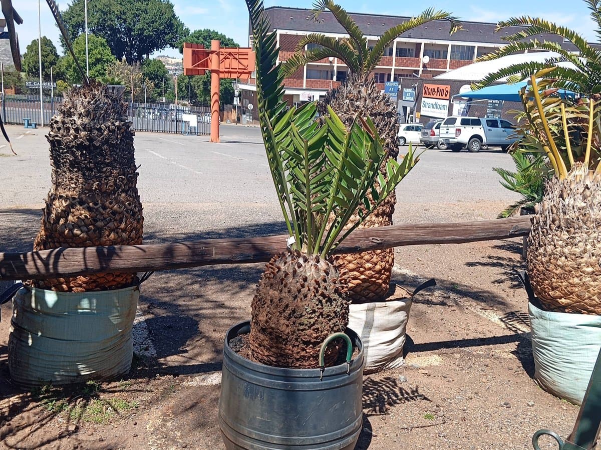 Encephalartos longifolius