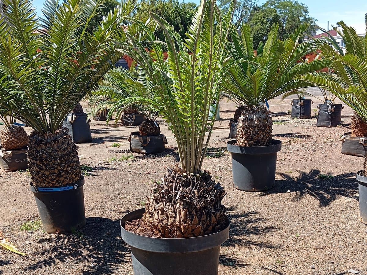 Encephalartos manikensis