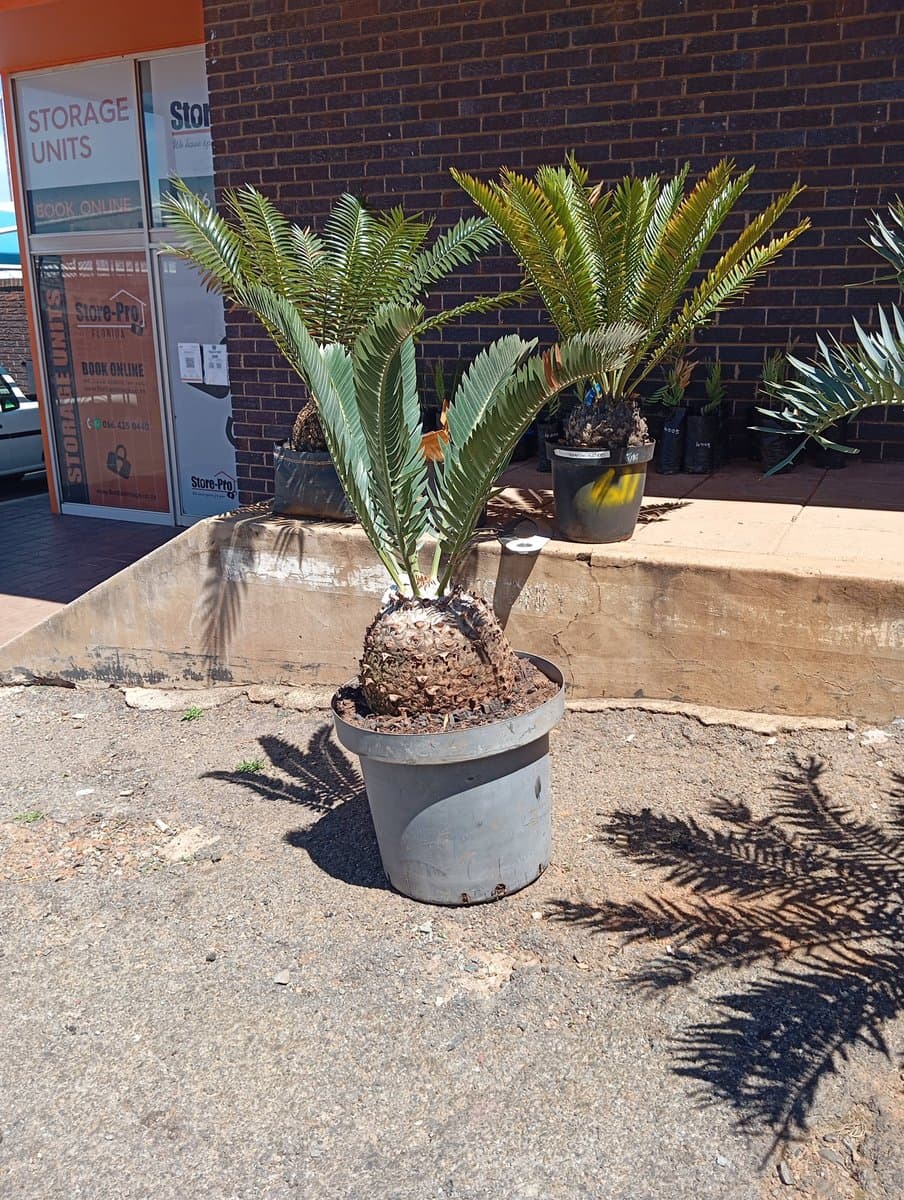 Encephalartos longifolius