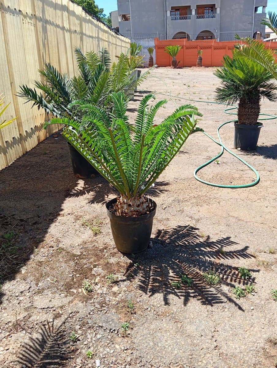 Encephalartos natalensis
