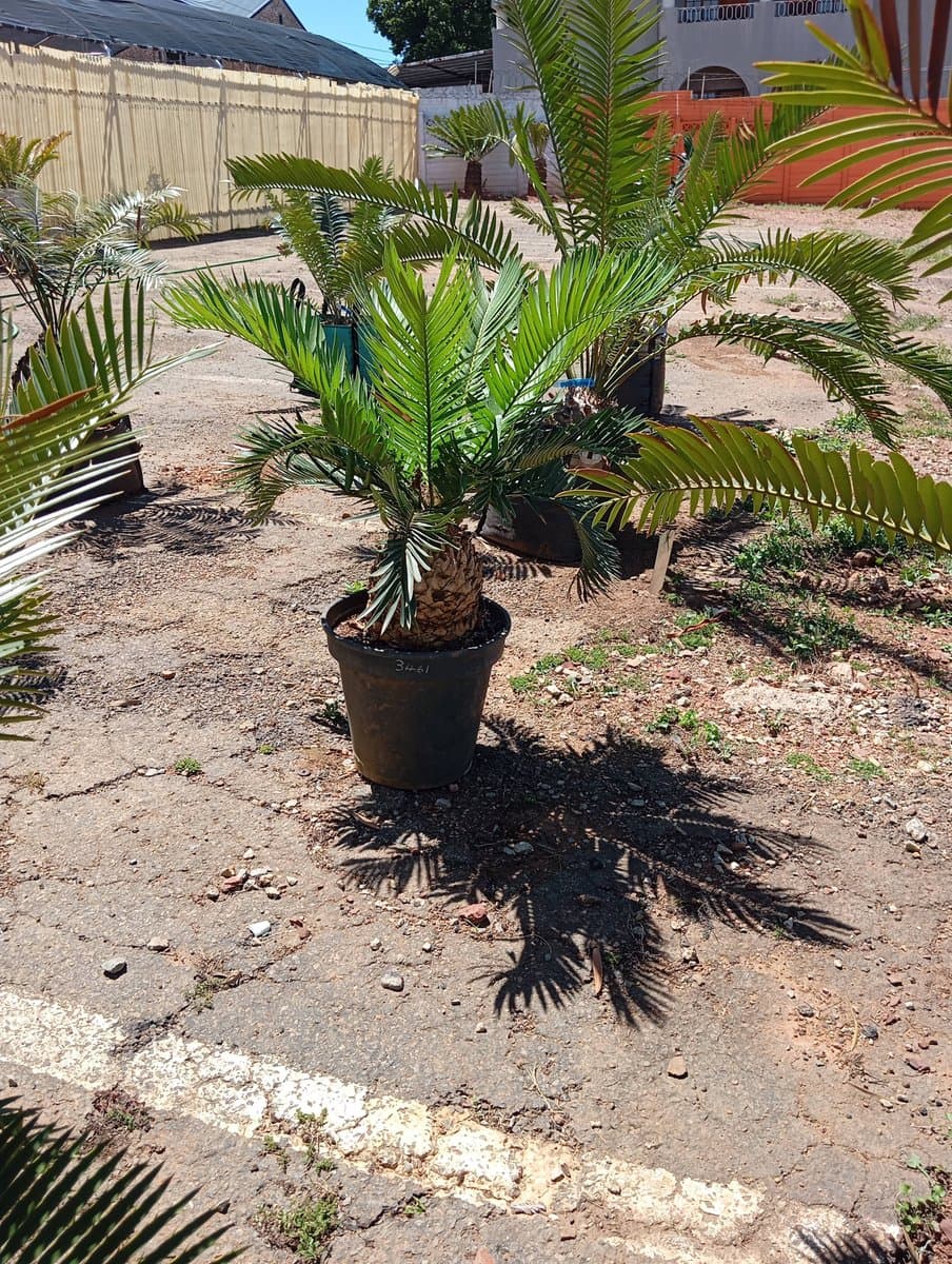 Encephalartos lebomboensis