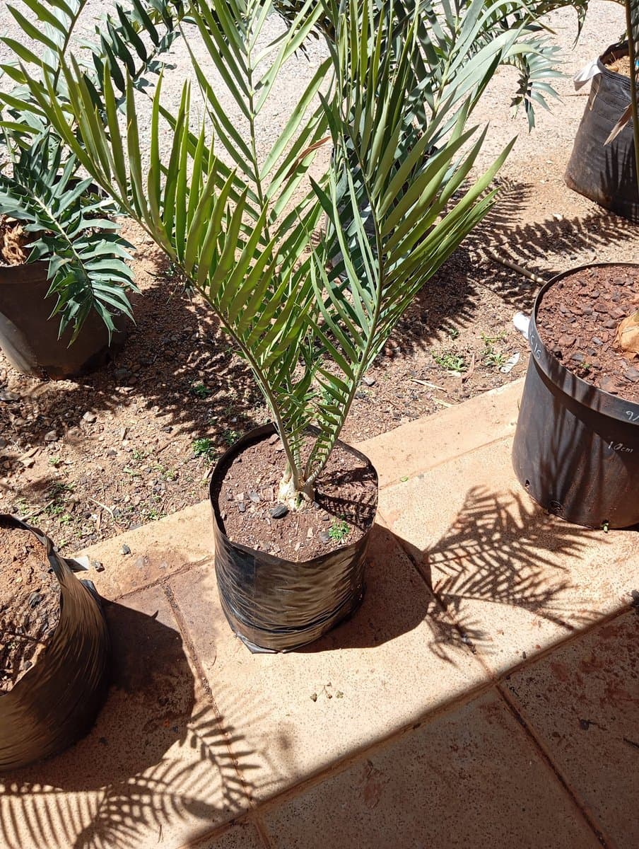 Encephalartos dyerianus