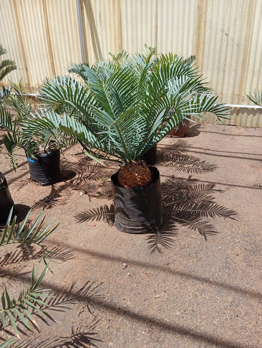 Encephalartos trispinosus