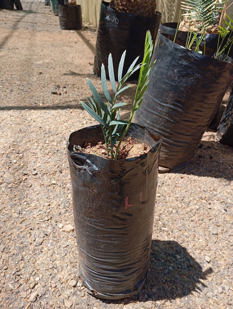 Encephalartos princeps