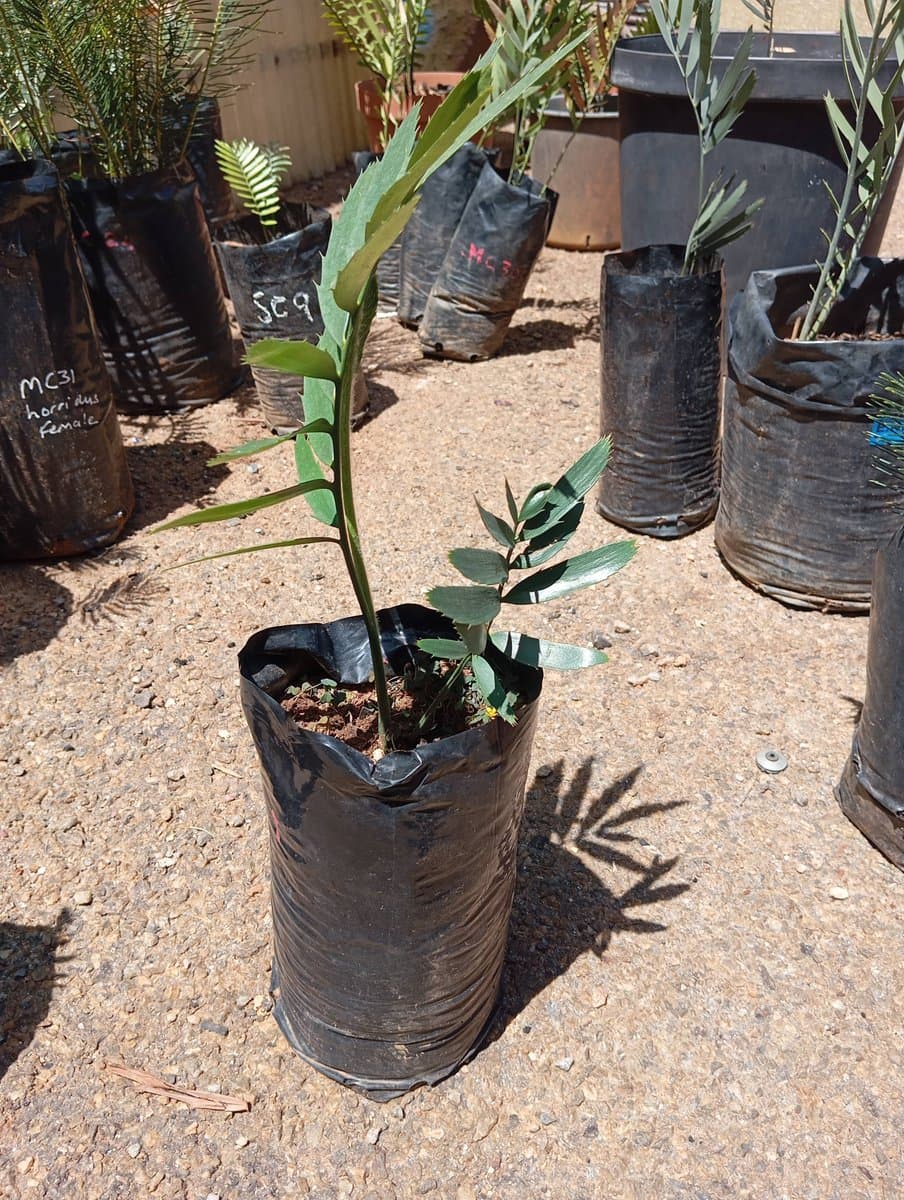 Encephalartos kisambo