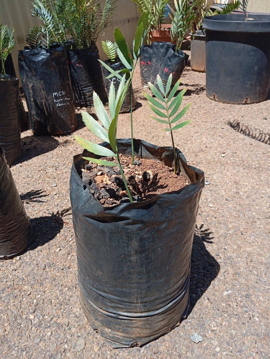Encephalartos nubimontanus