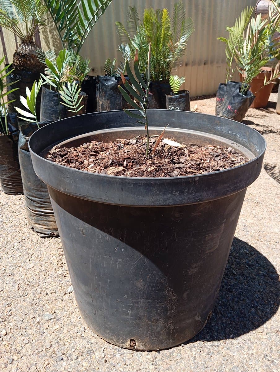 Encephalartos dolomiticus