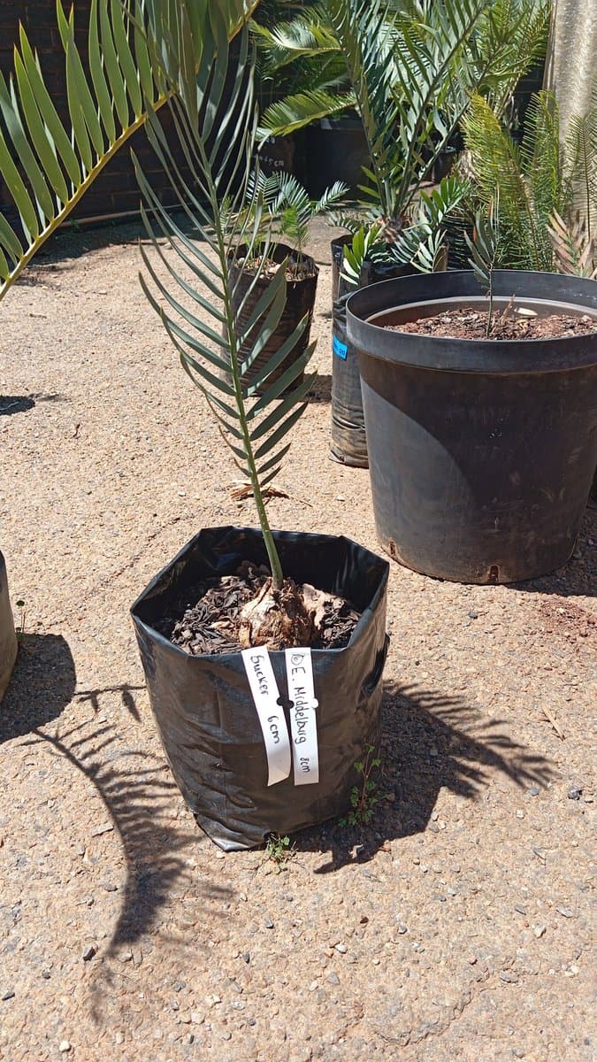 Encephalartos middelburgensis