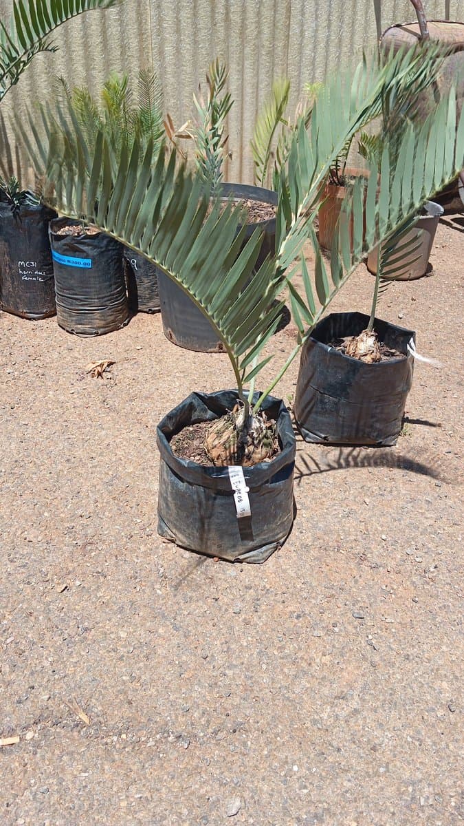 Encephalartos eugene-maraisii