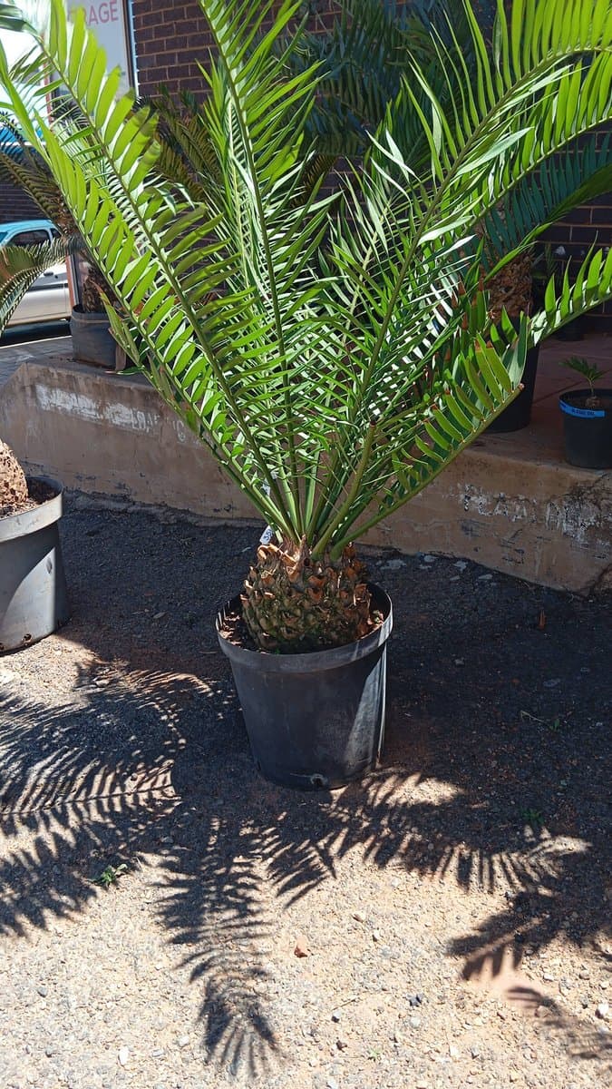 Encephalartos altensteinii