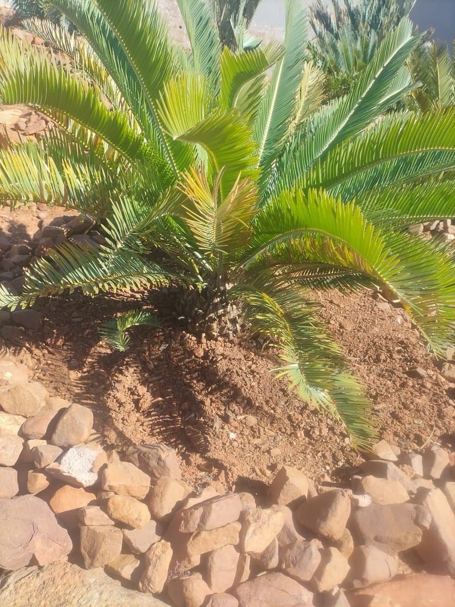 E.Laevifolius Mariepskop