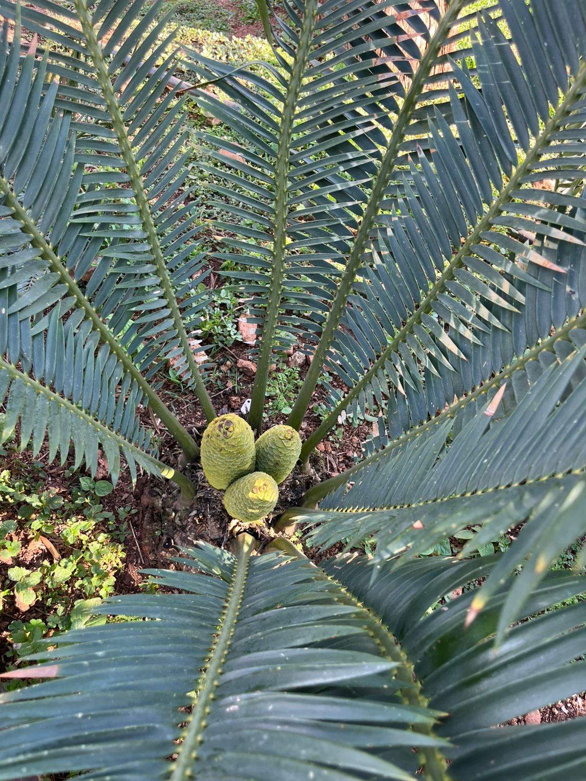 Cycad Mad Nursery photo 1