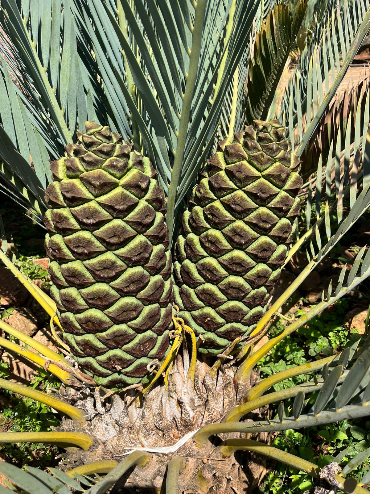 Cycad Mad Nursery photo 12