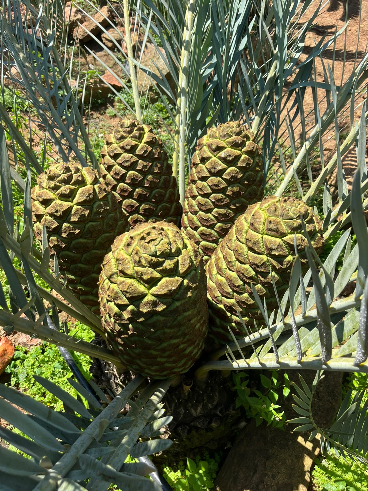 Cycad Mad Nursery photo 13