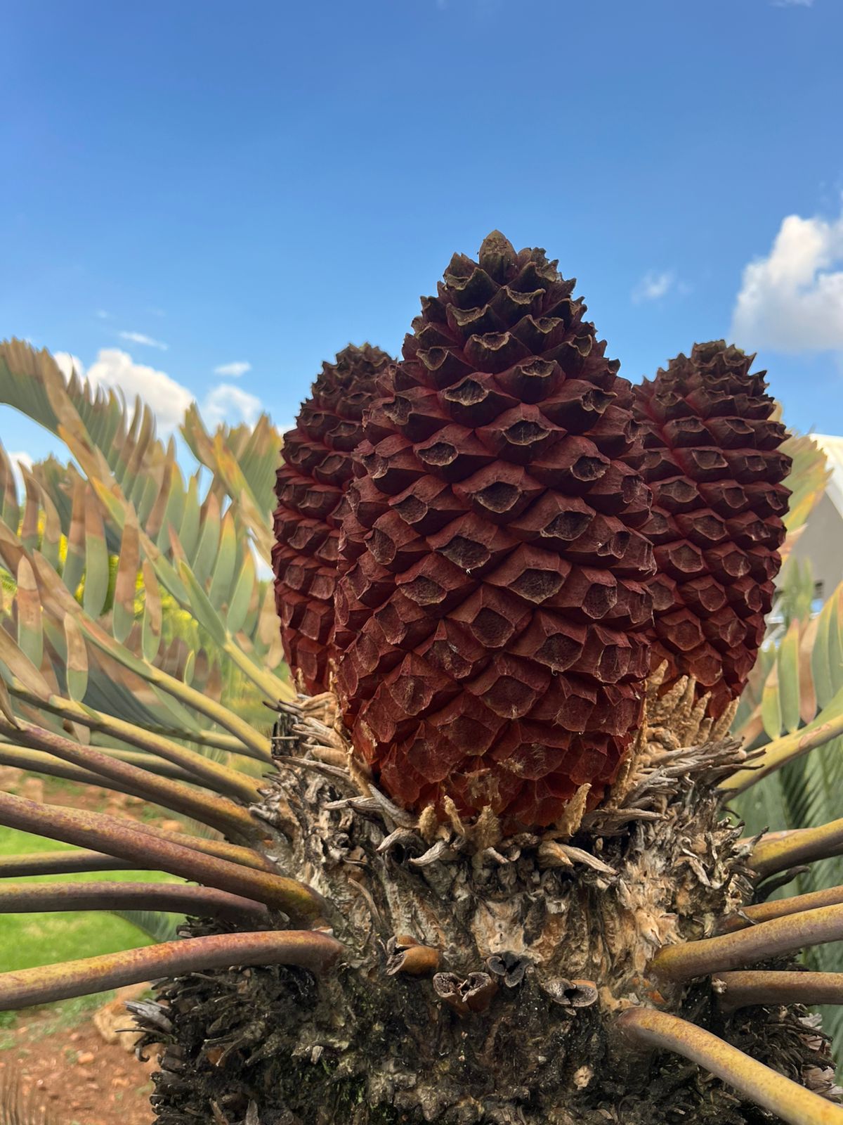Cycad Mad Nursery photo 14