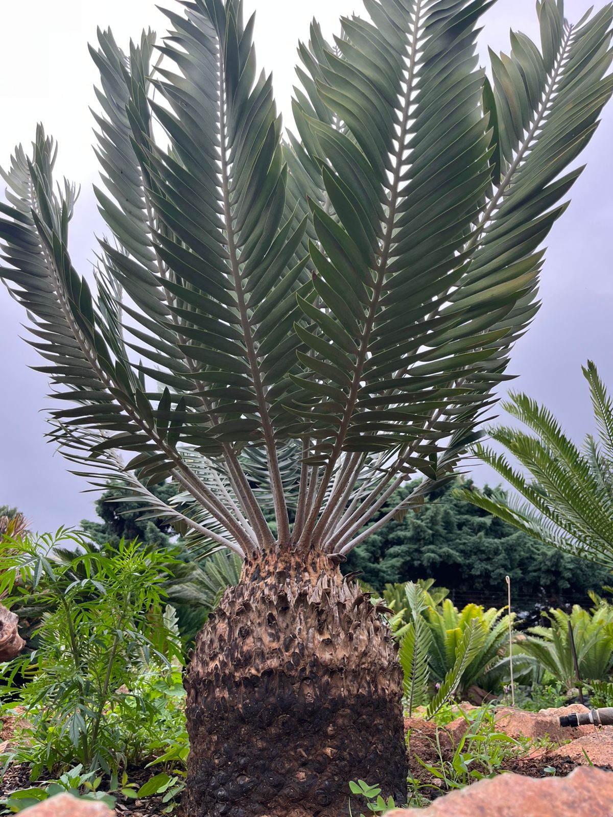 Cycad Mad Nursery photo 15