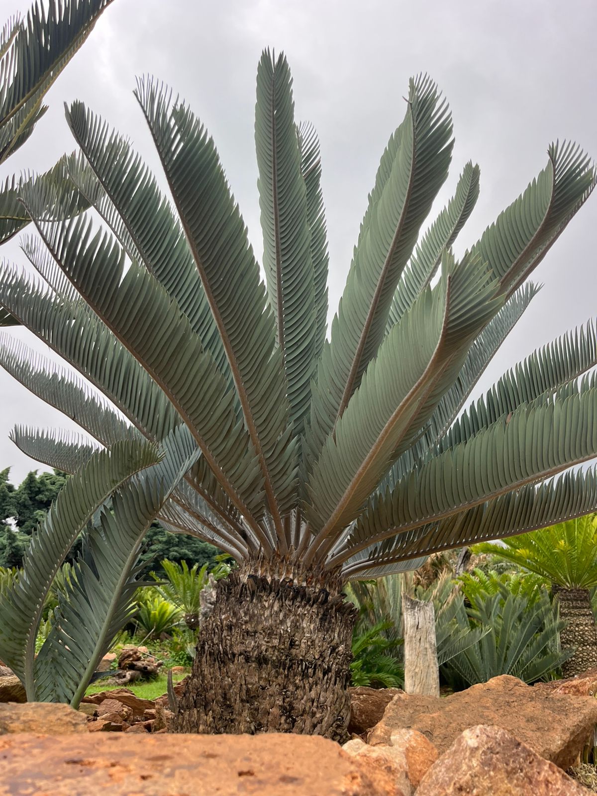 Cycad Mad Nursery photo 16