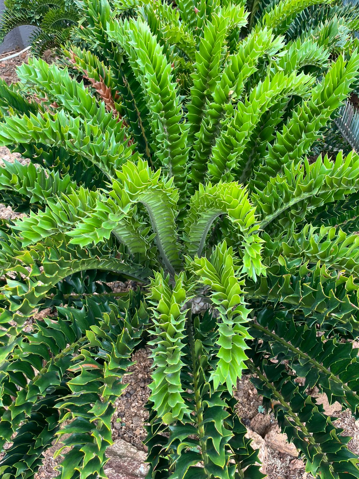 Cycad Mad Nursery photo 17