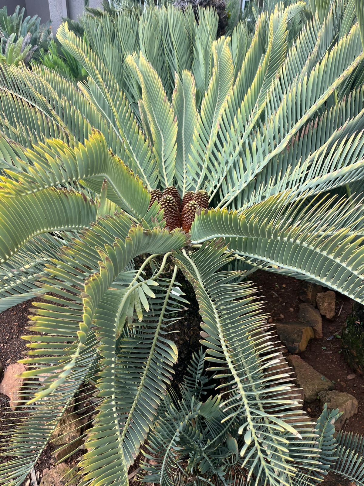 Cycad Mad Nursery photo 18