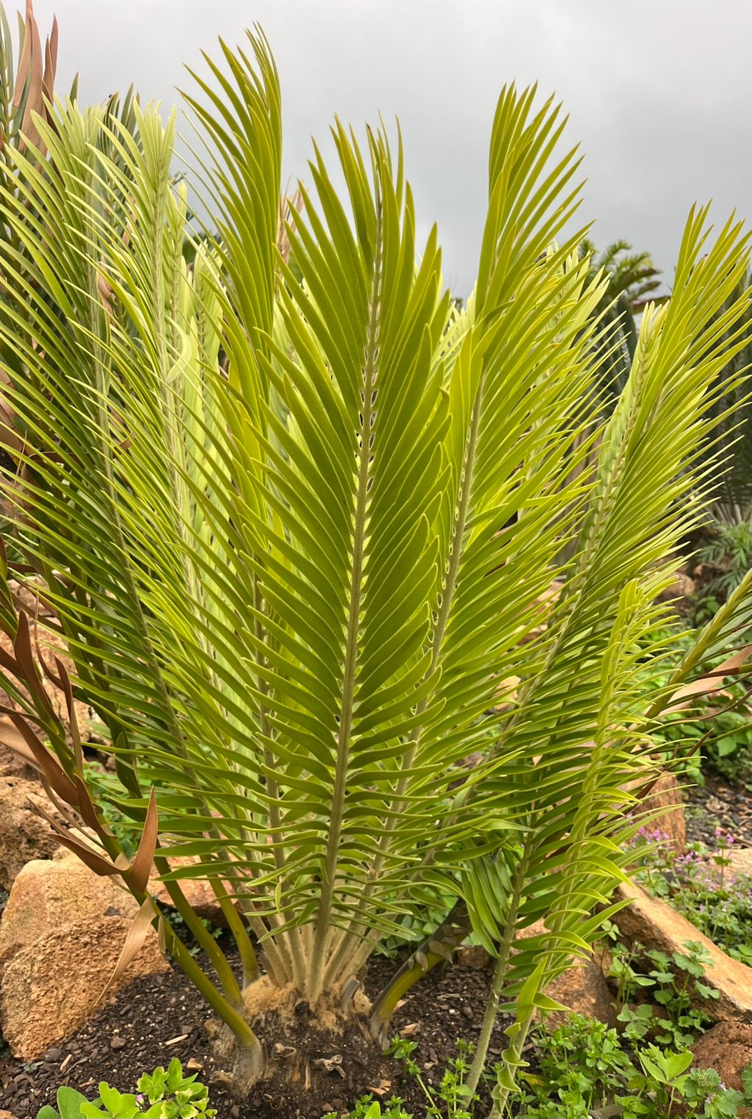 Cycad Mad Nursery photo 19