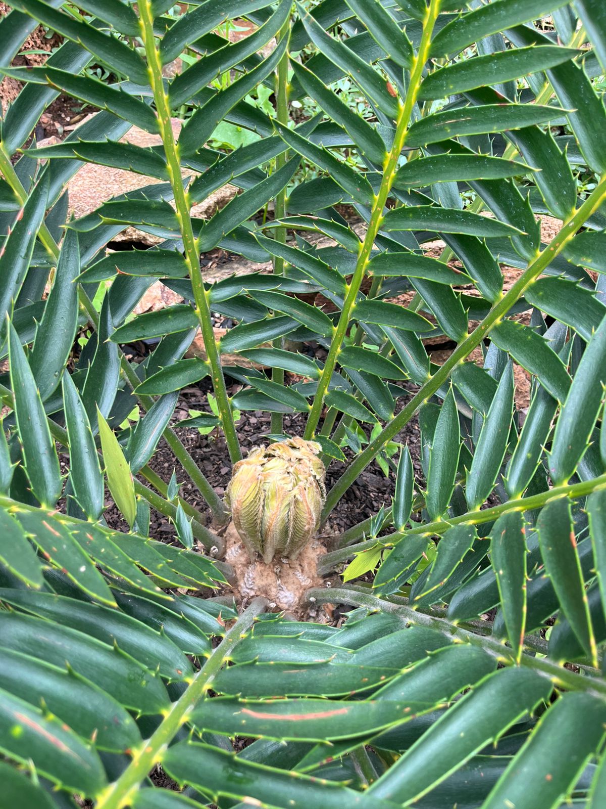 Cycad Mad Nursery photo 21