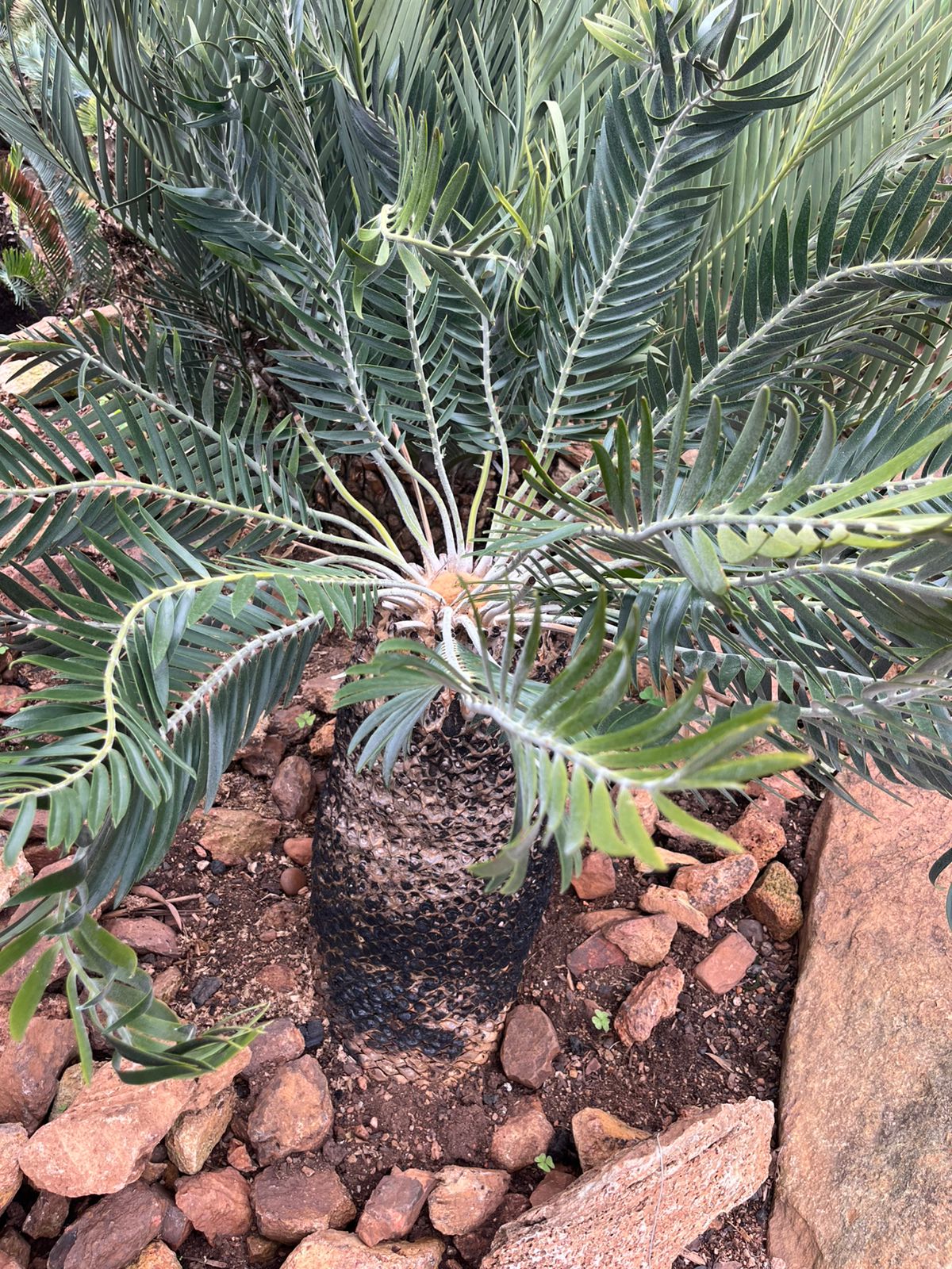 Cycad Mad Nursery photo 22