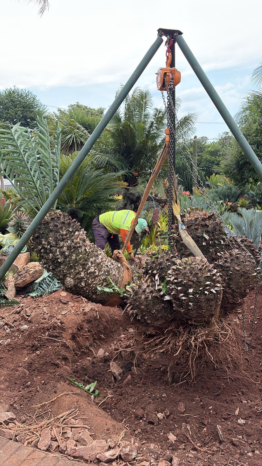 Cycad Mad Nursery photo 23