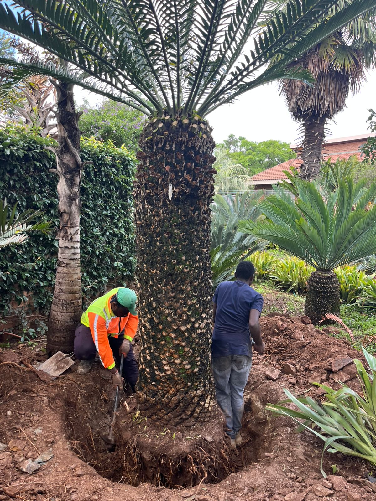 Cycad Mad Nursery photo 24