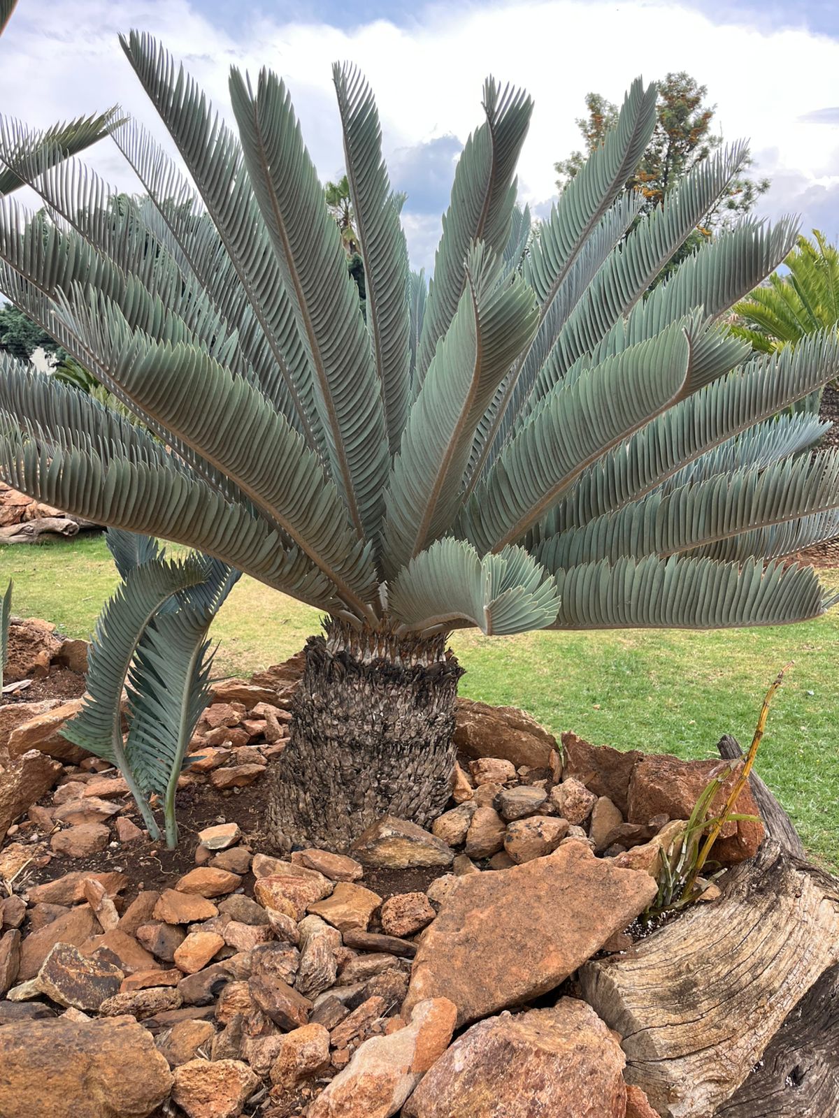 Cycad Mad Nursery photo 26