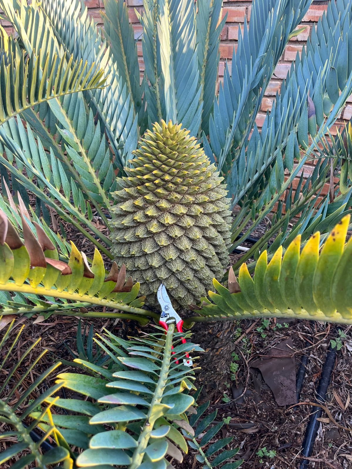 Cycad Mad Nursery photo 28