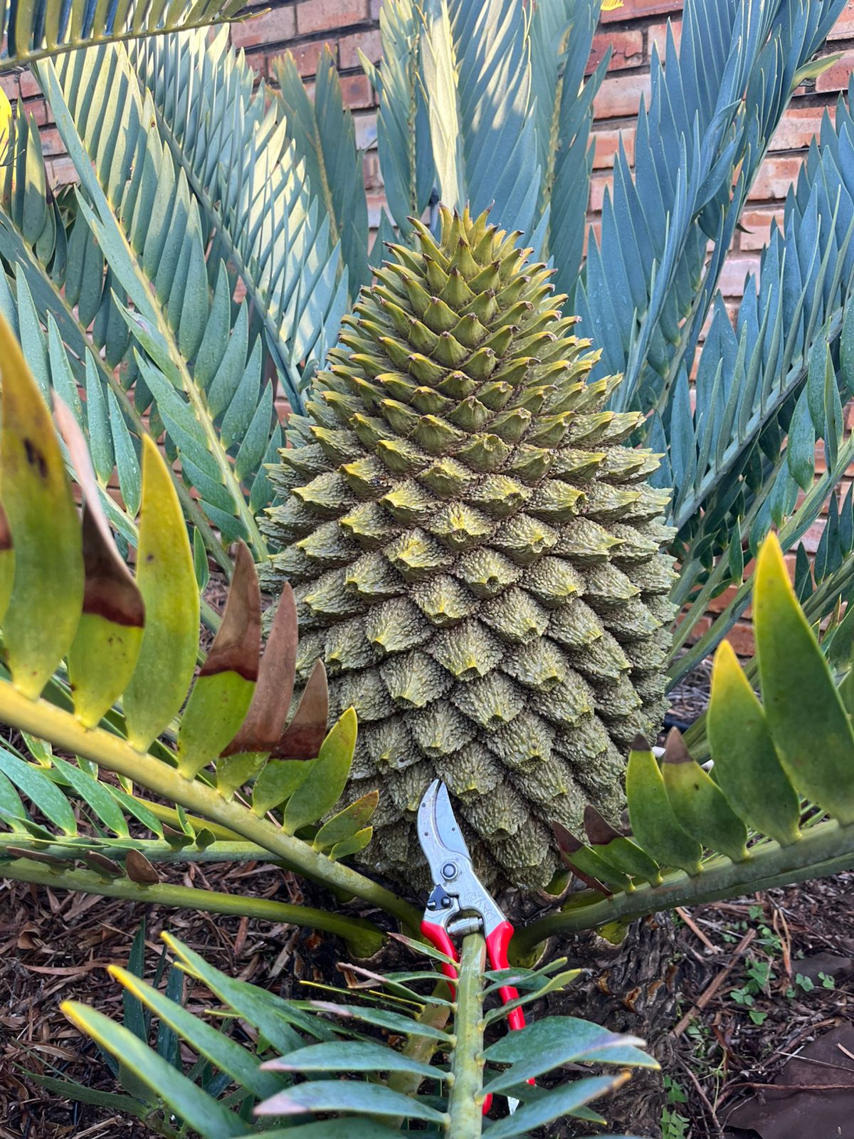 Cycad Mad Nursery photo 30