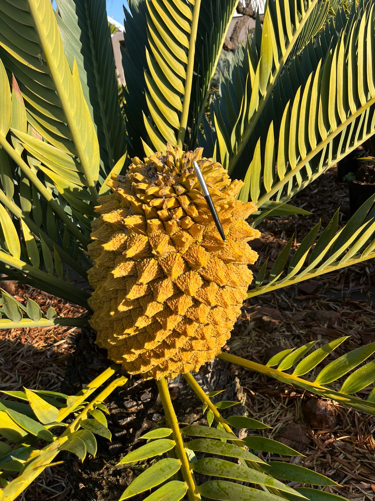 Cycad Mad Nursery photo 32