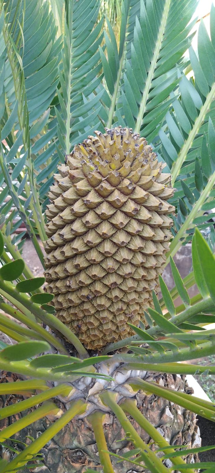 Cycad Mad Nursery photo 33
