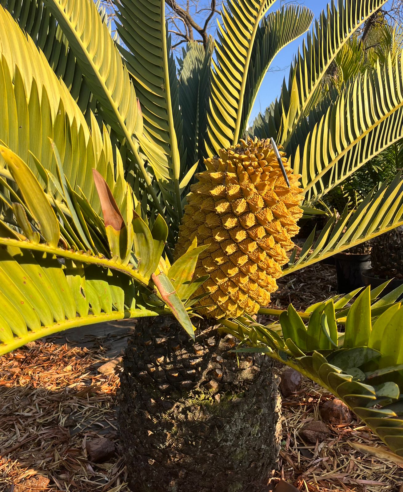 Cycad Mad Nursery photo 34