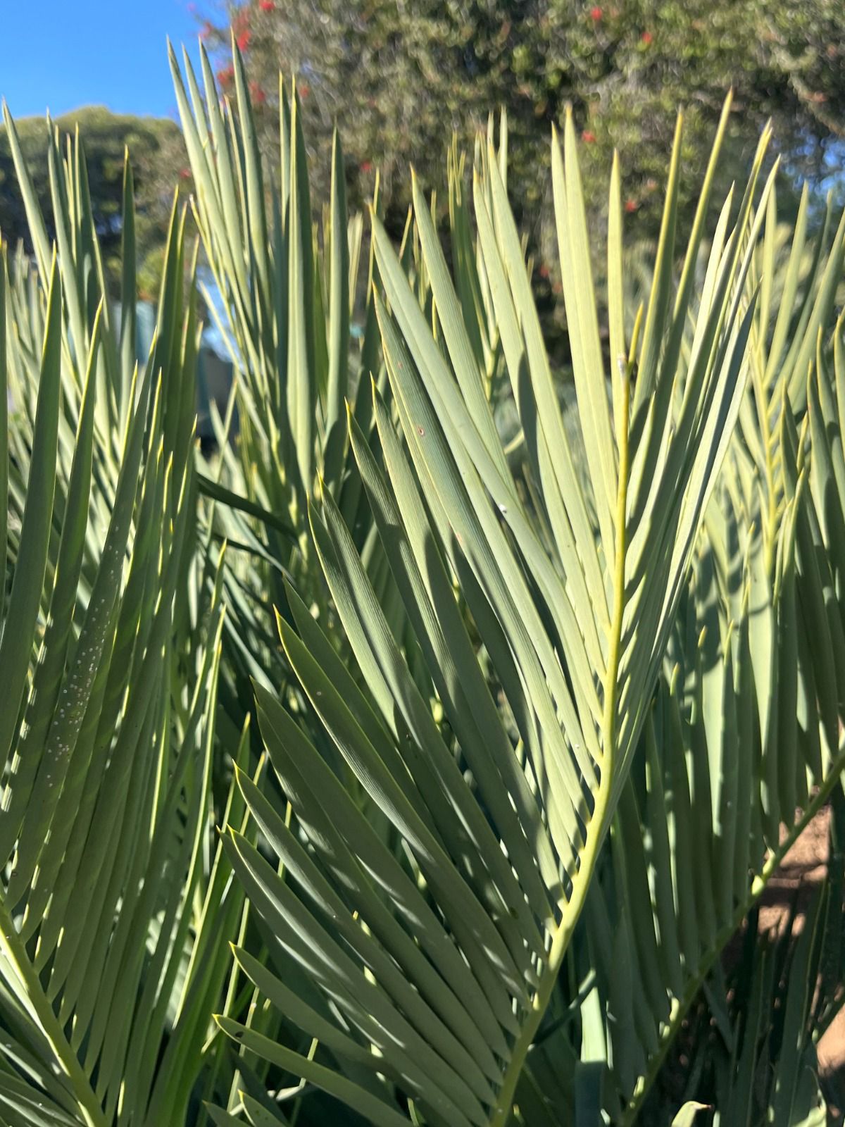 Cycad Mad Nursery photo 35