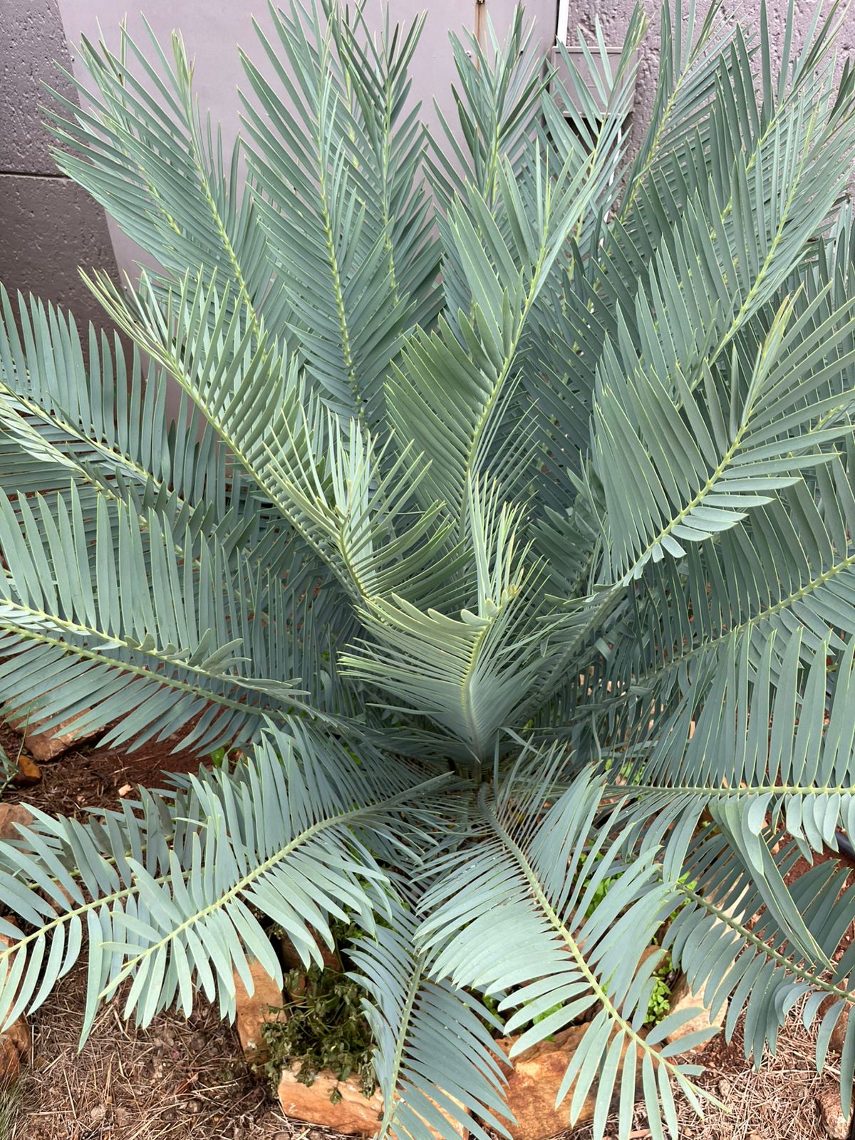 Cycad Mad Nursery photo 36