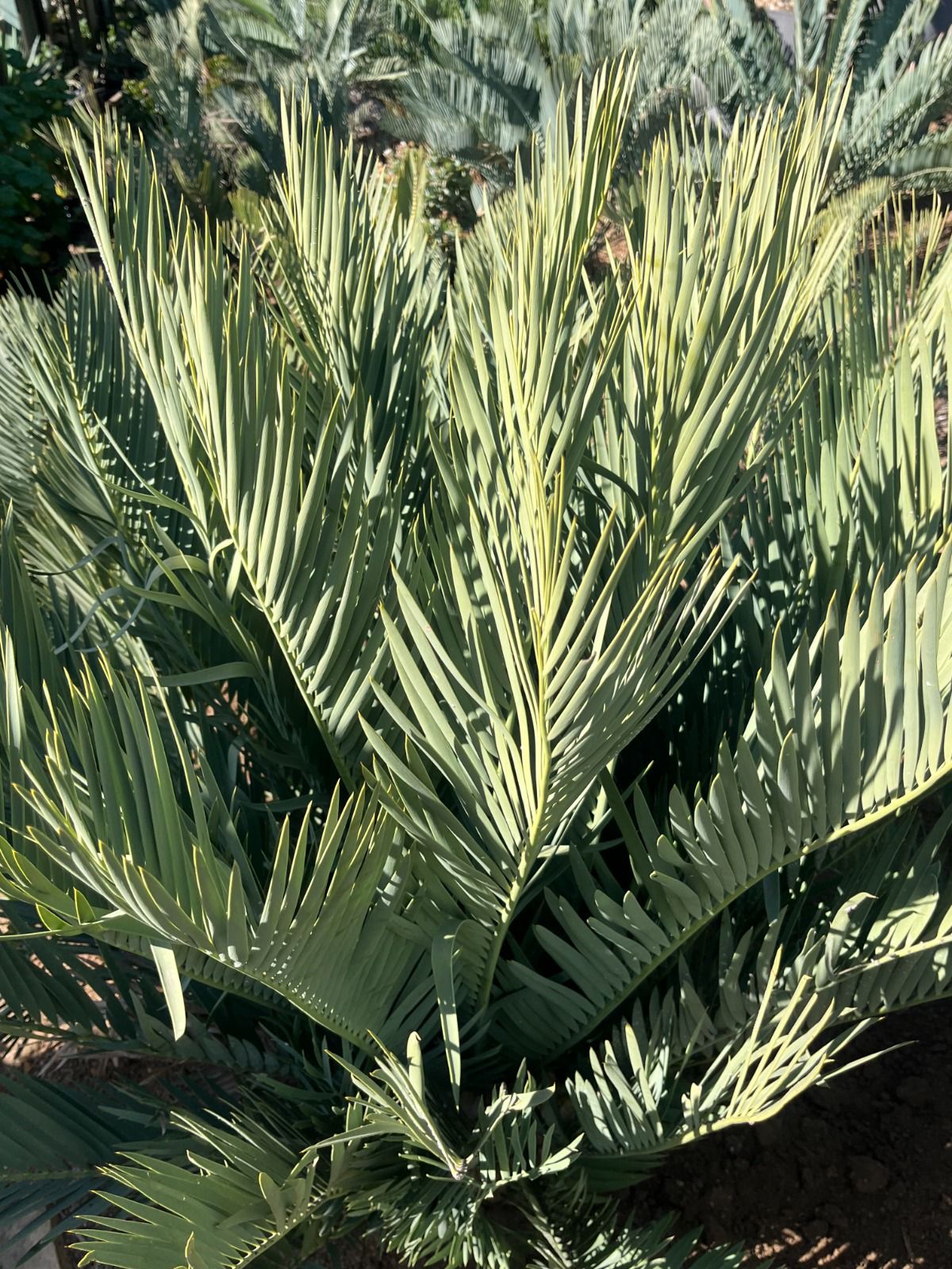 Cycad Mad Nursery photo 37