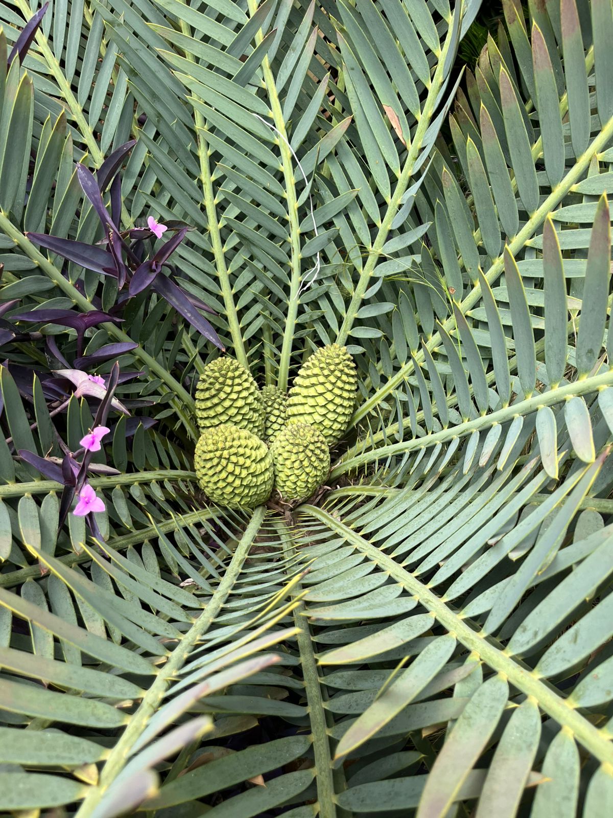Cycad Mad Nursery photo 38