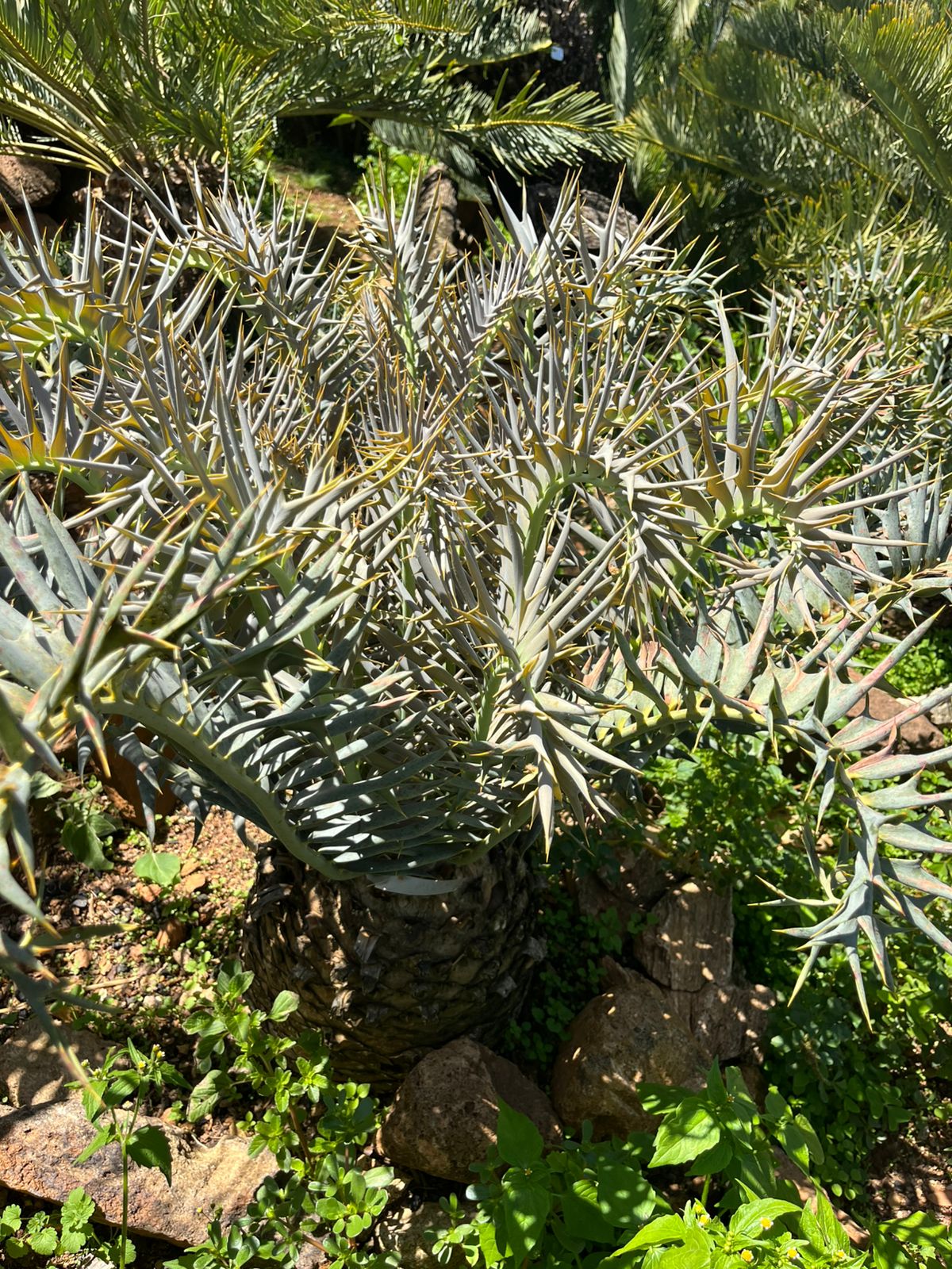 Cycad Mad Nursery photo 40