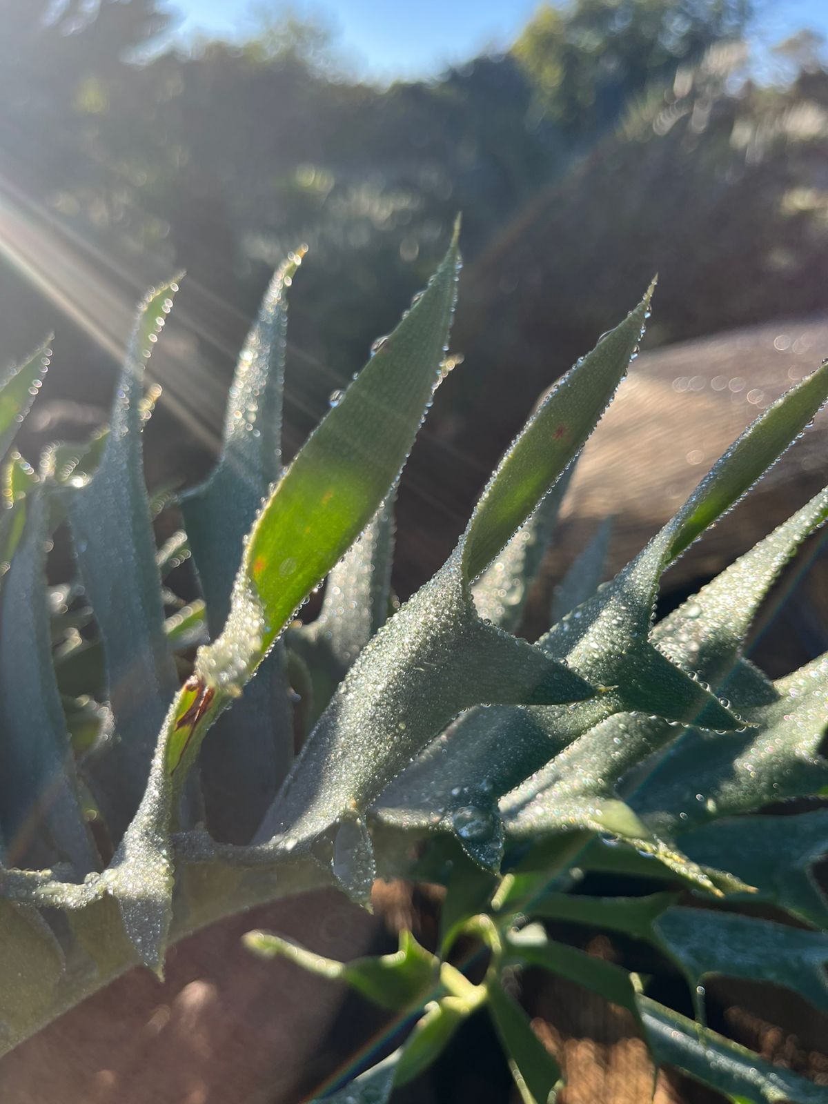 Cycad Mad Nursery photo 43