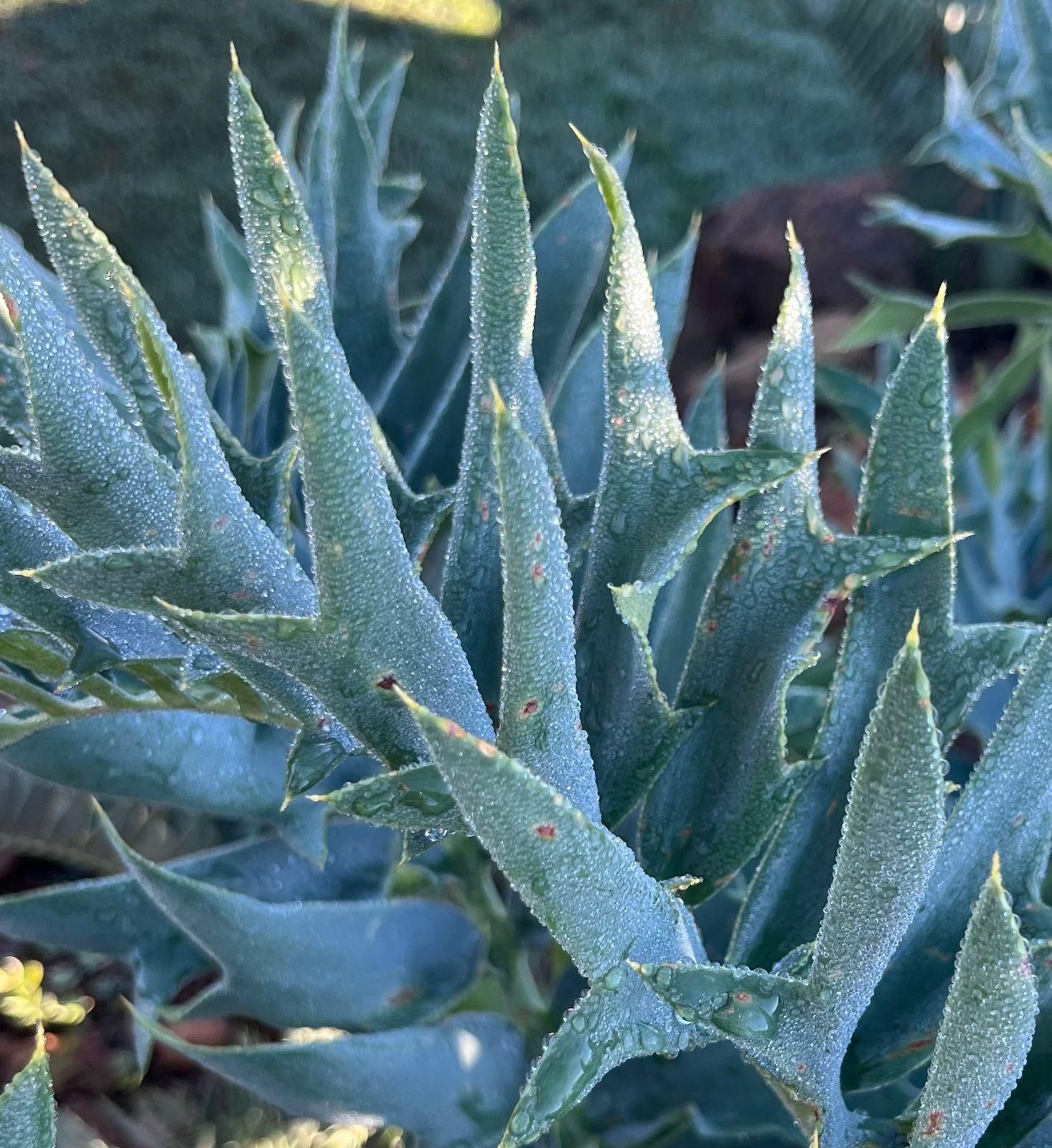 Cycad Mad Nursery photo 45