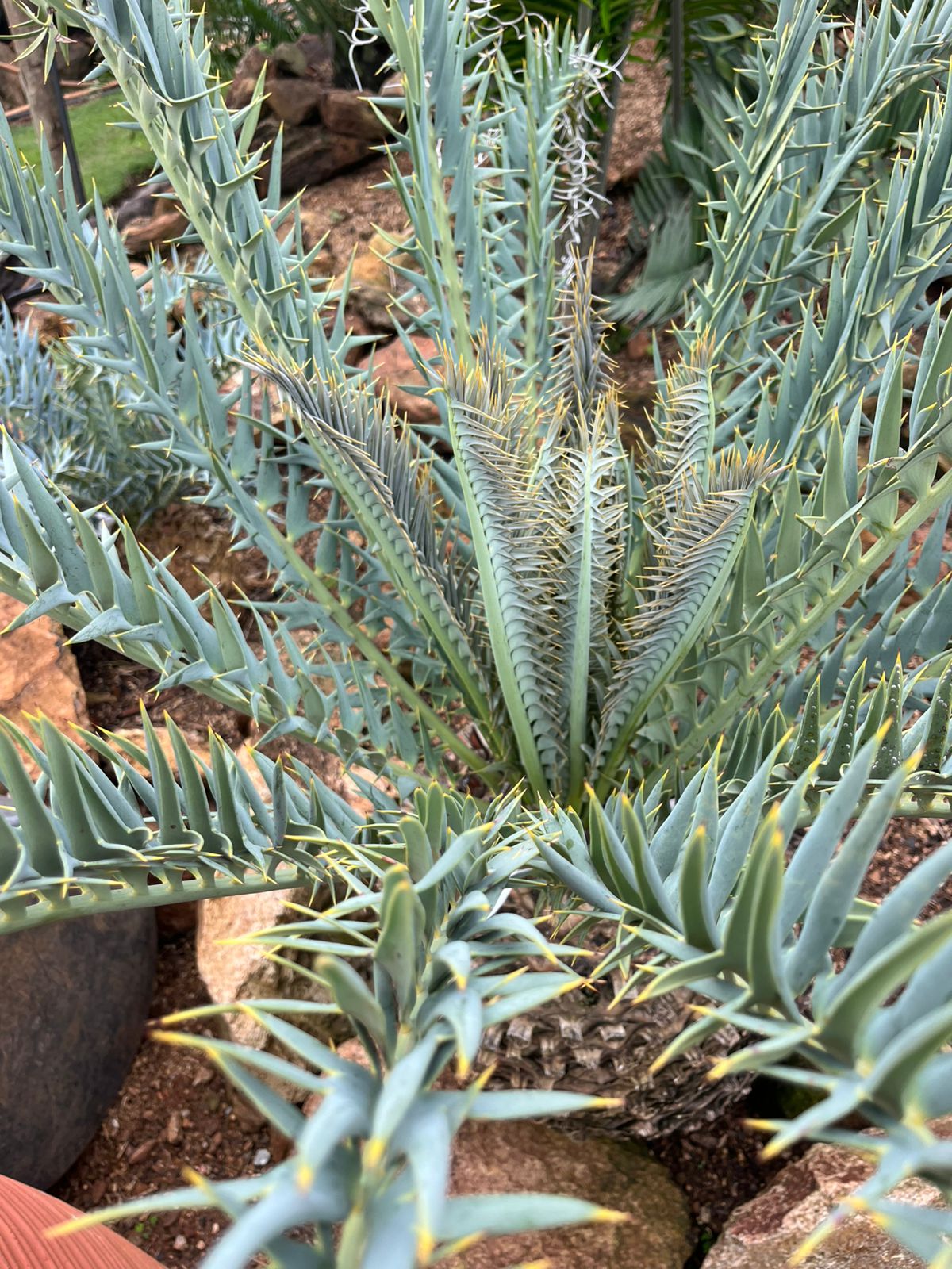 Cycad Mad Nursery photo 47