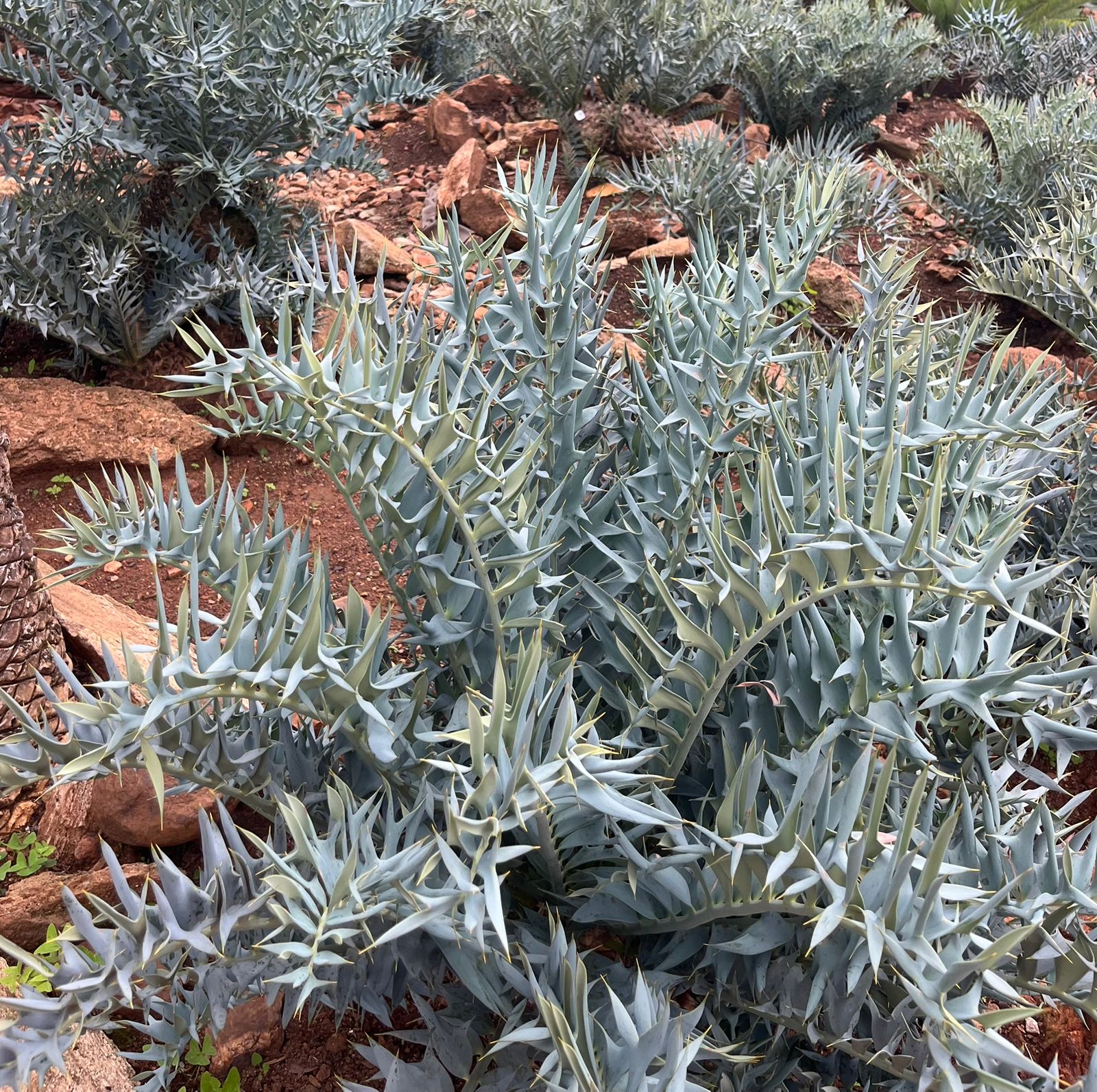 Cycad Mad Nursery photo 48