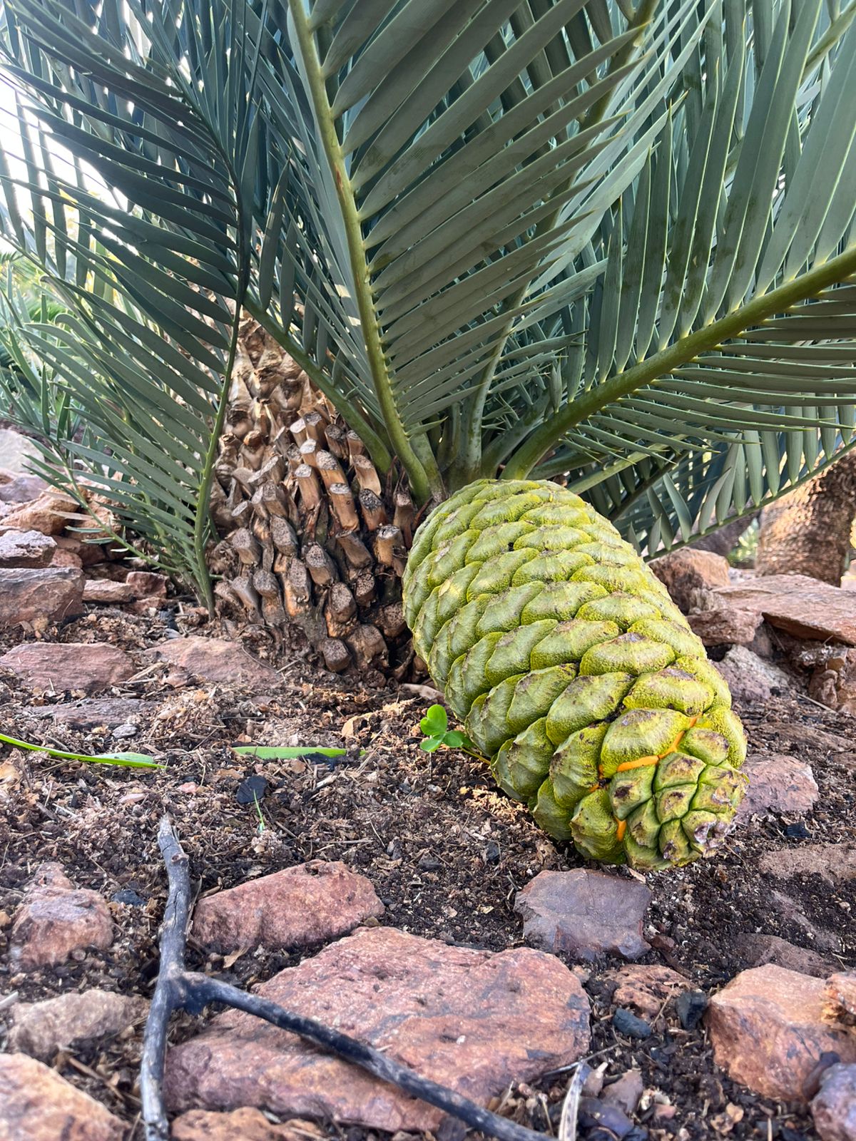 Cycad Mad Nursery photo 5