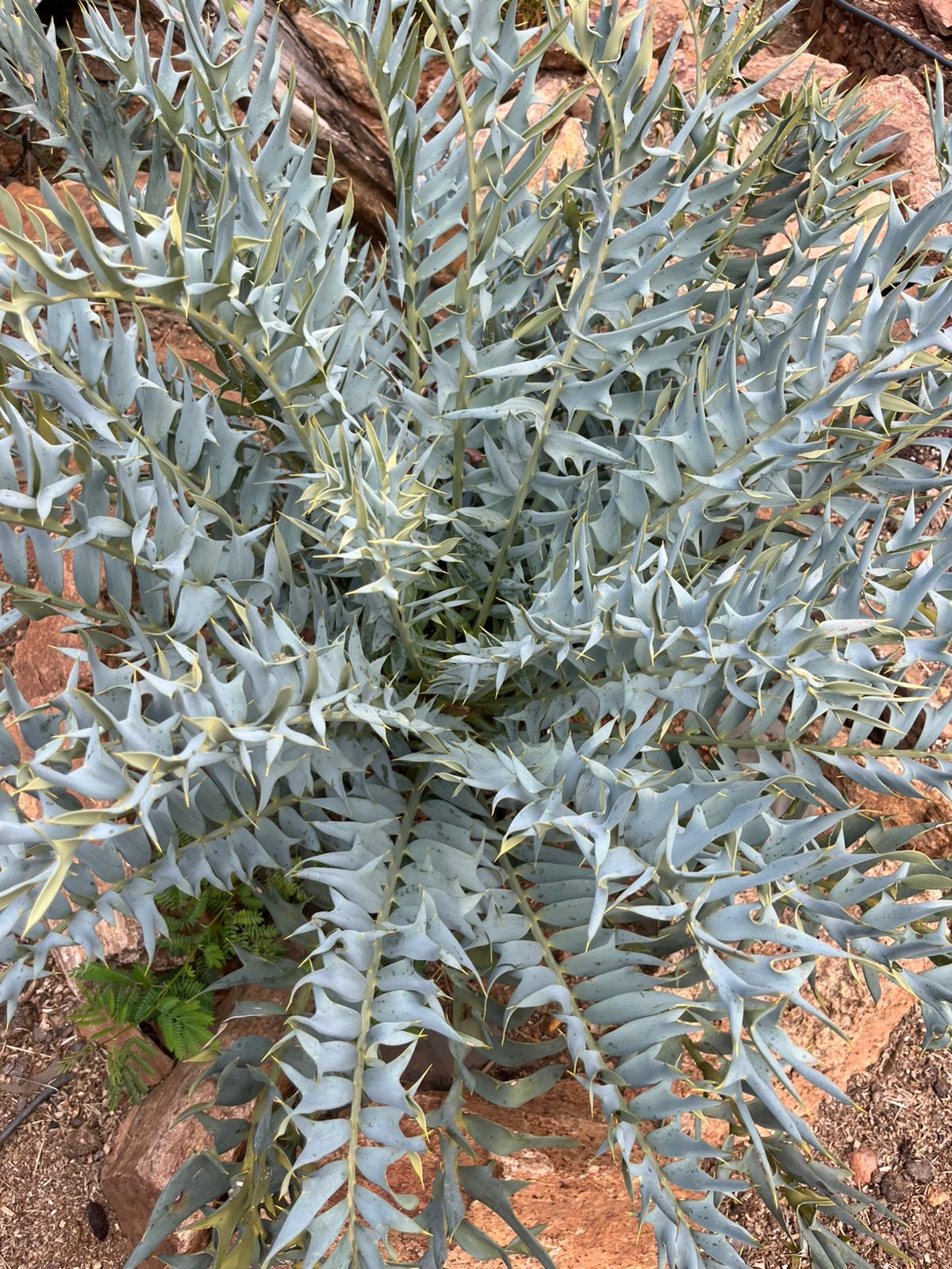 Cycad Mad Nursery photo 50