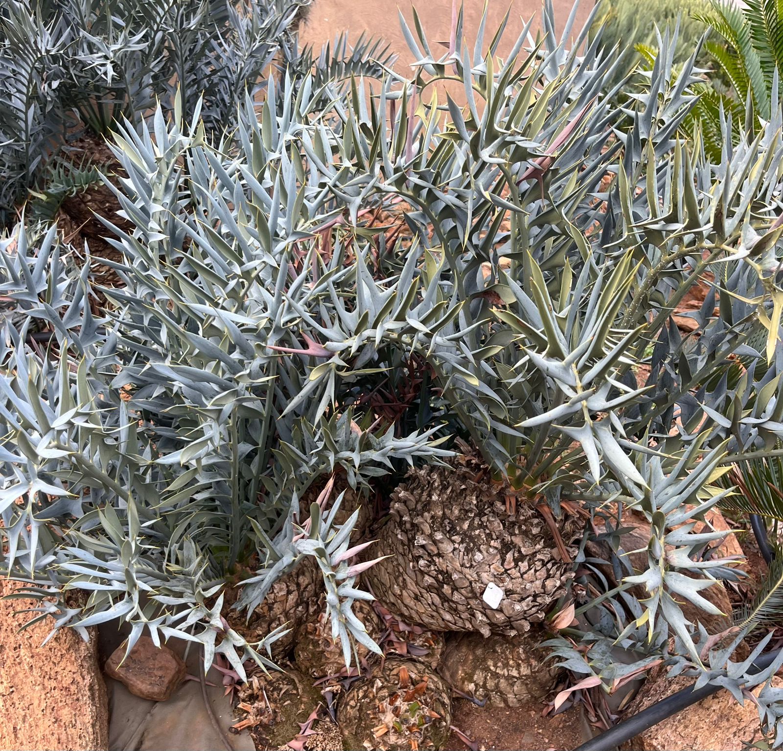 Cycad Mad Nursery photo 51