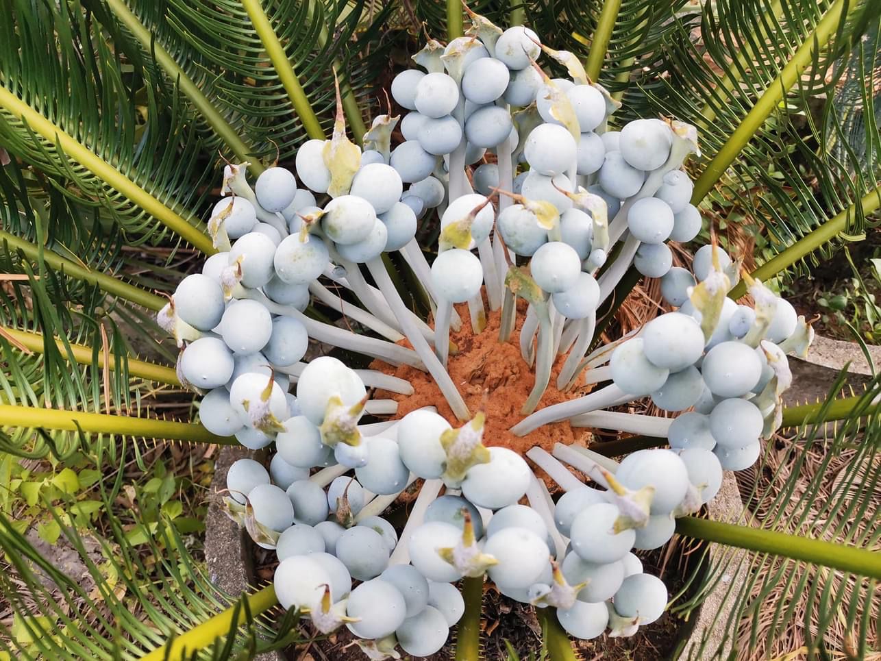 Cycad Mad Nursery photo 54