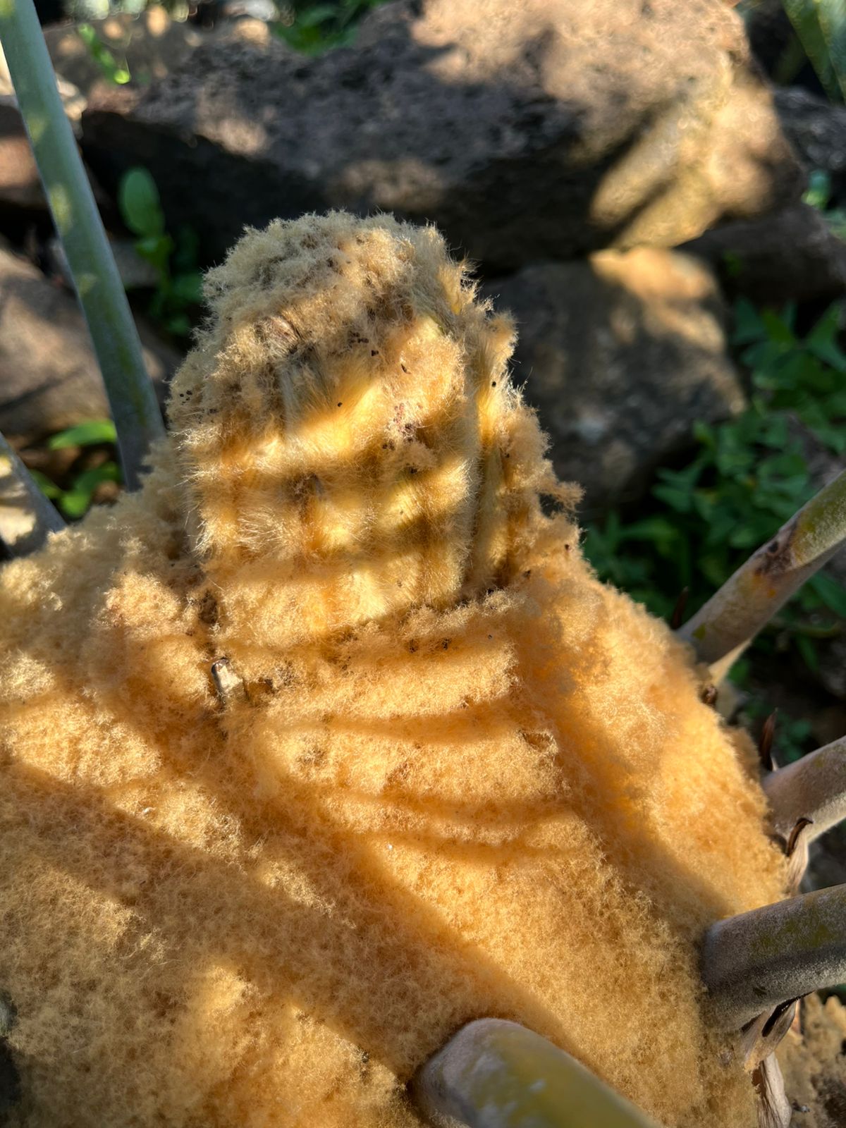 Cycad Mad Nursery photo 55