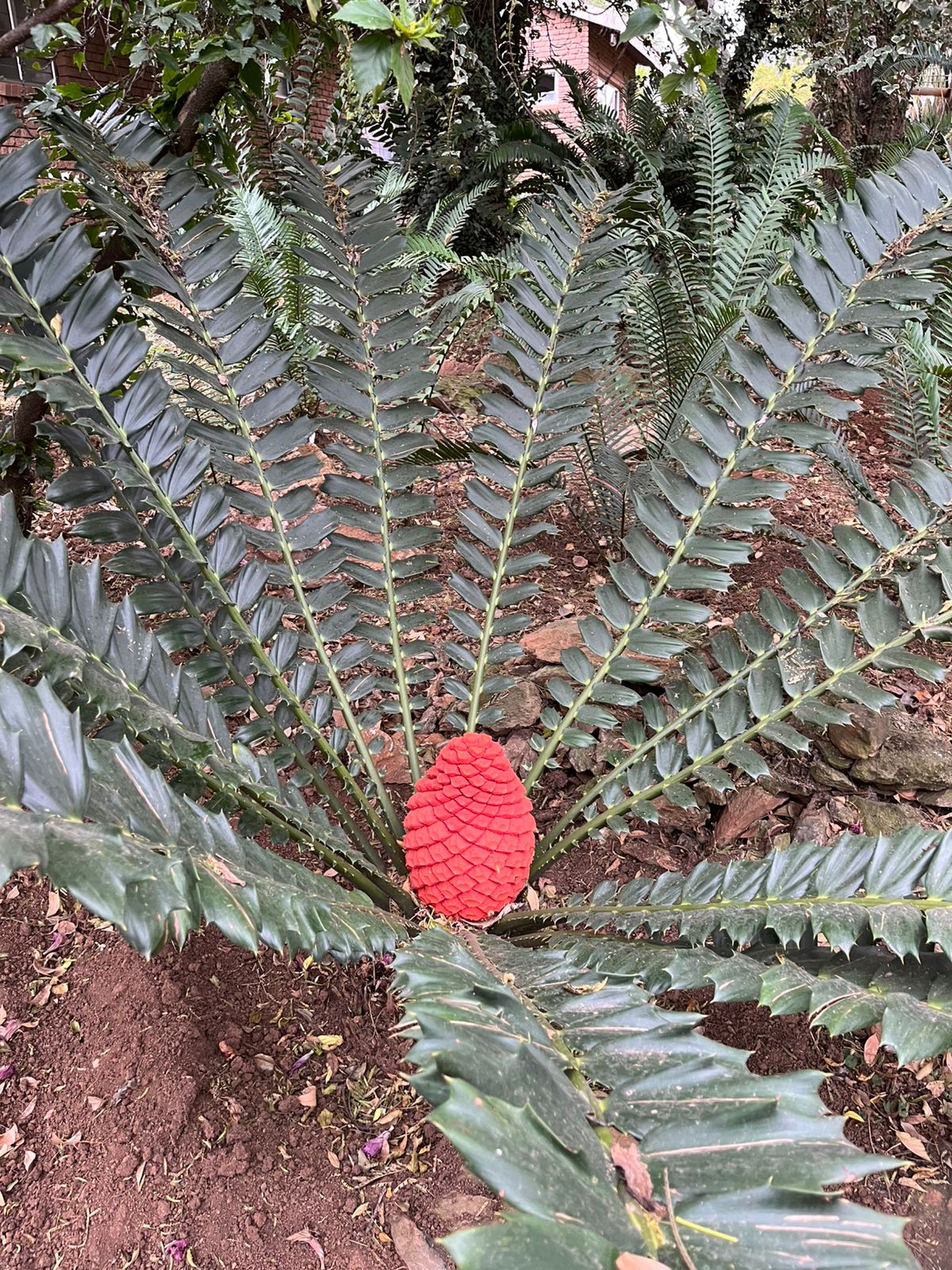 Cycad Mad Nursery photo 57