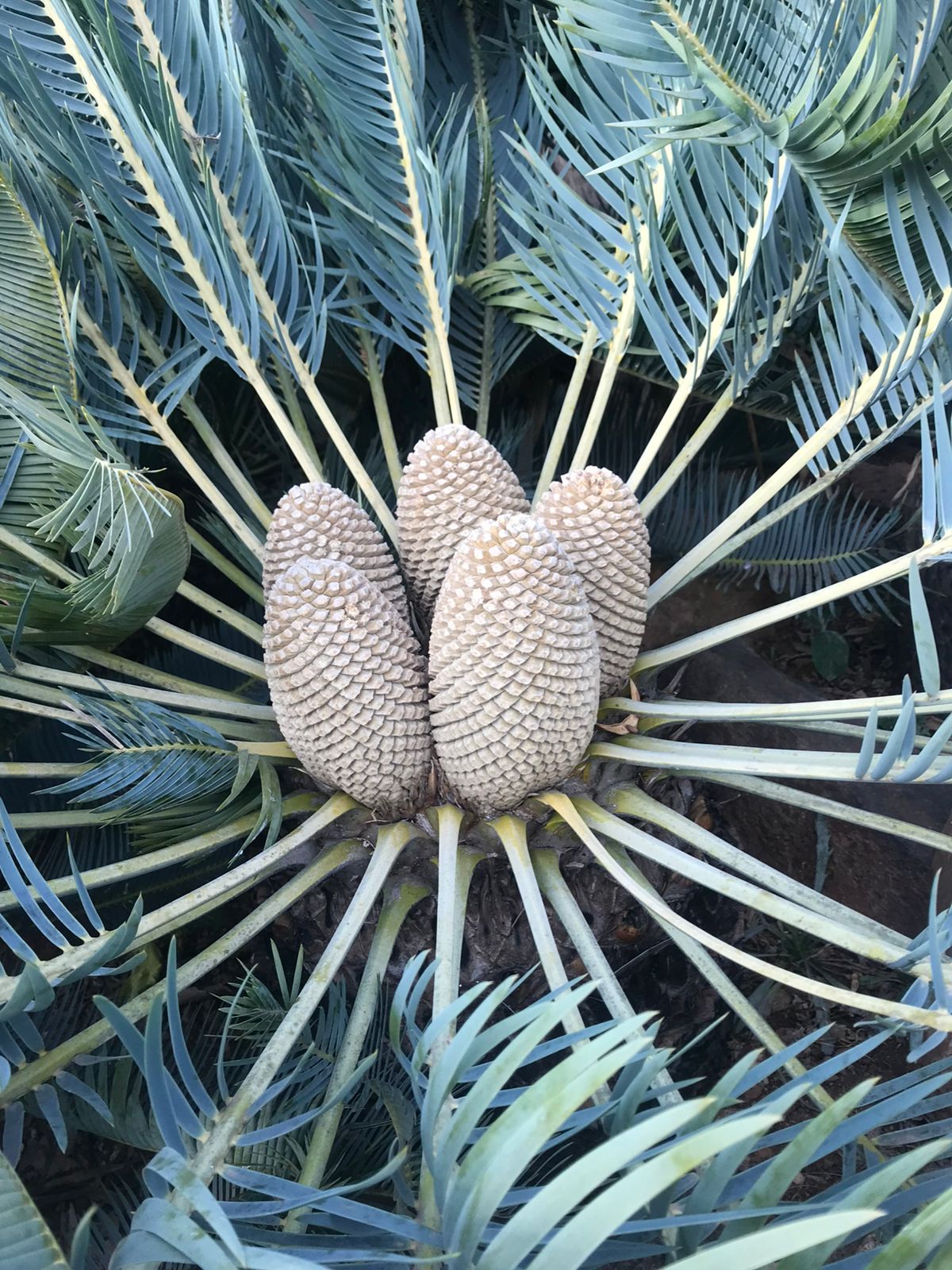 Cycad Mad Nursery photo 59